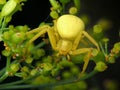 Misumena vatia Royalty Free Stock Photo