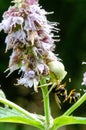 Misumena vatia, flower spider on a mint flower Subcarpathian region, Poland