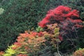 Mitake Shosenkyo gorges with red autumn leaves