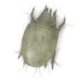 Mite bug - microscopic blurry view