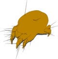 Mite - close up Royalty Free Stock Photo
