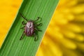 Mite crawling on a green grass blade against an orange dandelon on the background macro