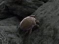 Mite illustration Royalty Free Stock Photo