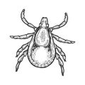 Mite insect engraving vector illustration