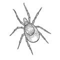 Mite insect sketch engraving vector illustration