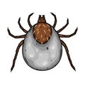 Mite parasites. Tick parasite. Acarus. Acarid vector illustration isolated on white background. Royalty Free Stock Photo