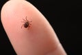 Mite on a person`s finger close-up. The concept of the spring and autumn season for the spread of ticks and diseases transmitted