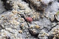 mite. A red velvet mite creeps along the soil. Royalty Free Stock Photo