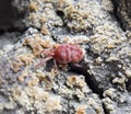 mite. A red velvet mite creeps along the soil. Royalty Free Stock Photo