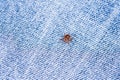 Mite sitting on clothes. Danger of parasite tick bite. Royalty Free Stock Photo