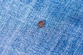 Mite sitting on a jeans. Danger of parasite tick bite. Royalty Free Stock Photo