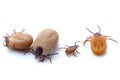 Mite in spring on a white background, four blood-sucking ticks drinking blood isolated on a white background a Royalty Free Stock Photo