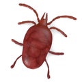 Mite - tyrophagus Royalty Free Stock Photo