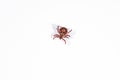 Mite on a white background. Danger of parasite tick bite. Royalty Free Stock Photo