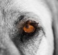 Mites on the eye of a dog Royalty Free Stock Photo