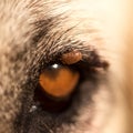 Mites on the eye of a dog Royalty Free Stock Photo