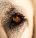 Mites on the eye of a dog Royalty Free Stock Photo