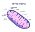 Vector diagram of Mitochondria. Cross-section view. Royalty Free Stock Photo