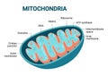 Vector diagram of Mitochondria. Cross-section view. Royalty Free Stock Photo