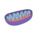 Vector diagram of Mitochondria. Cross-section view. Royalty Free Stock Photo