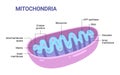 Vector diagram of Mitochondria. Cross-section view. Royalty Free Stock Photo
