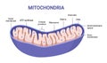 Vector diagram of Mitochondria. Cross-section view. Royalty Free Stock Photo