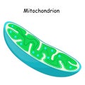 Mitochondria. structure and anatomy of a mitochondrion
