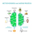 Mitochondria and aging process Royalty Free Stock Photo