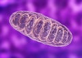 Mitochondria is a double membrane-bound organelle found in all eukaryotic organisms. are related to the cellular respiration