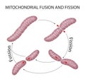 Mitochondria are dynamic organelles that constantly fuse and divide