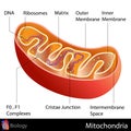 Mitochondria