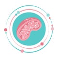 Isolated science vector illustration graphic symbol of a mitochondria organelle
