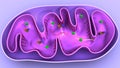 Mitochondria or membrane bound cell organelles 3d Illustration