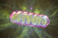 Mitochondria, a membrane-enclosed cellular organelles, which produce energy Royalty Free Stock Photo