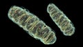 Mitochondria, a membrane-enclosed cellular organelles, which produce energy Royalty Free Stock Photo