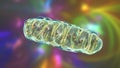 Mitochondria, a membrane-enclosed cellular organelles, which produce energy Royalty Free Stock Photo