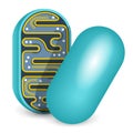 Mitochondria slice cut in half icon Royalty Free Stock Photo