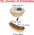 Mitochondria structure. Structure and components of a typical mitochondrion.