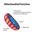 Mitochondria structure. Mitochondrial function. Vector illustration on isolated background