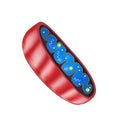 Mitochondria structure. Vector illustration on background