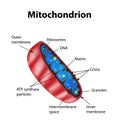 Mitochondria structure. Vector illustration on isolated background Royalty Free Stock Photo