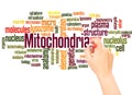 Mitochondria word cloud hand writing concept Royalty Free Stock Photo