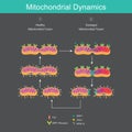 Mitochondrial Dynamics: Fusion and Fission Royalty Free Stock Photo