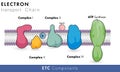 Components of electron transport chain of mitochondria having role in oxidative phosphorylation and chemiosmosis Royalty Free Stock Photo