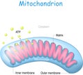 Mitochondrion anatomy. Structure of cell organelle