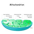Mitochondrion anatomy. Structure, components and organelles.