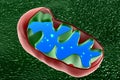 Mitochondrion cross section Royalty Free Stock Photo