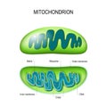 Mitochondrion. cross-section and structure mitochondrion organelle