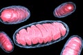 Mitochondrion