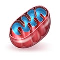 Mitochondrion Royalty Free Stock Photo